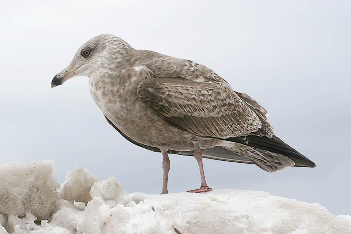 Herring Gull, 2nd cycle