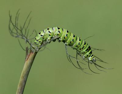Caterpillar of a Black Swallowtail