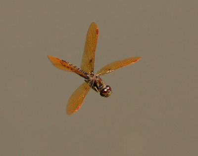 Eastern Amberwing in Flight II