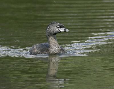 Pied Bill Grebe