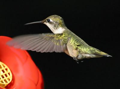 Ruby Throated Hummingbird (female)