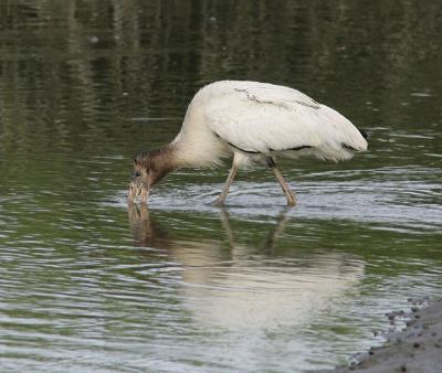 Juvenile Woodstork