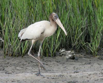 Juvenile Woodstork