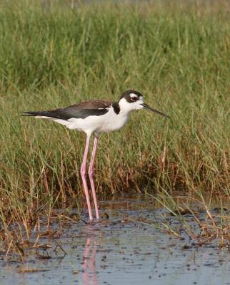 Black-Necked-Stilt