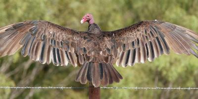 Turkey-Vulture-Spread