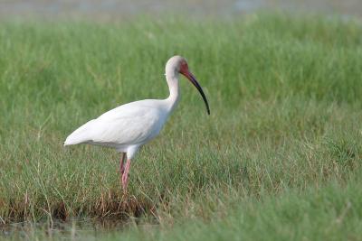 White-Ibis
