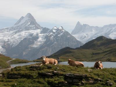 Wetterhorn 1