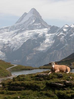 Wetterhorn 2