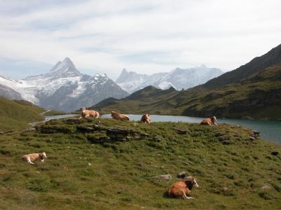 Wetterhorn 3