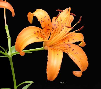 Single Tiger Lilly