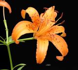 Single Tiger Lilly