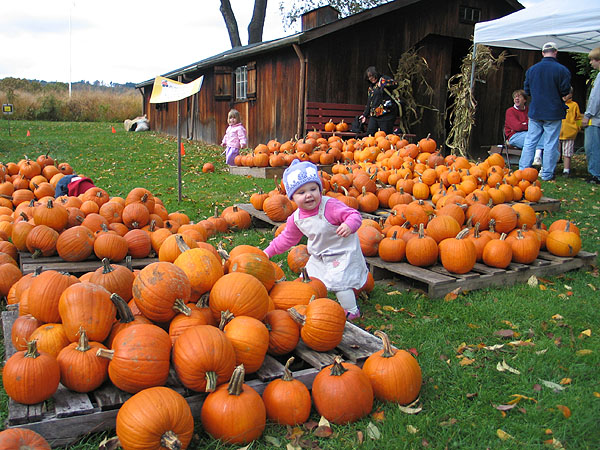 ellie_pumpkins3.jpg