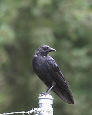 American Crow