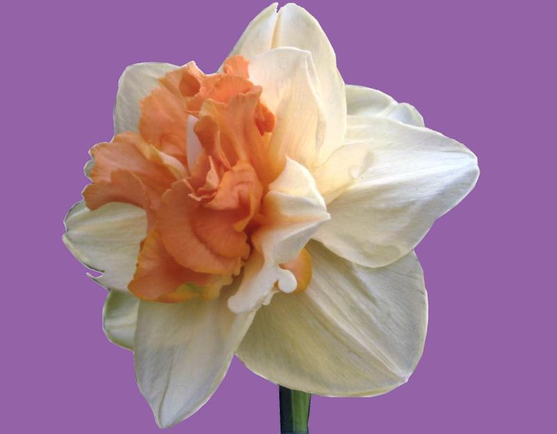 De narcis, Champign