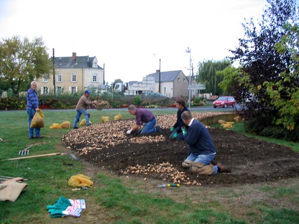 Bollen planten