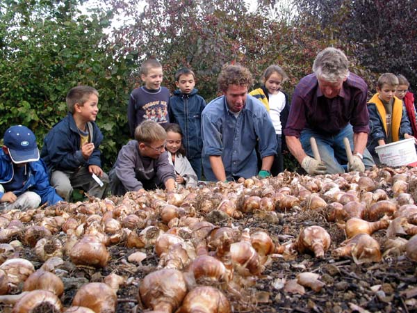 champigne 035bollenplanten.jpg