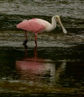 young roseate spoonbill.at dusk