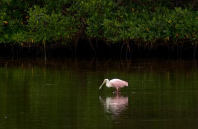 young roseate spoonbill. number two