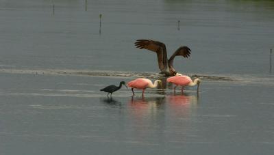 roseate spoonbills. with pelican and little blue heron