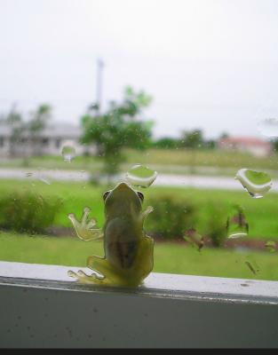 u47/jypsee/medium/30193080.greenfrog.jpg