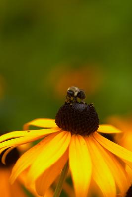 bee.busy