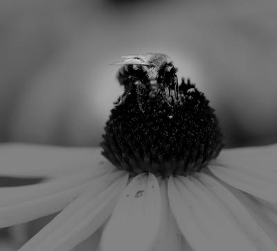 bee. black and white treatment
