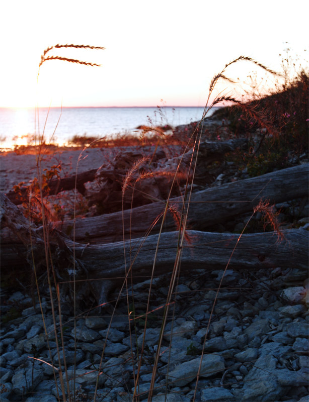 grass. backlit