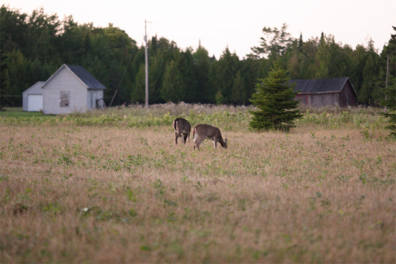 deer. at 1600 ISO
