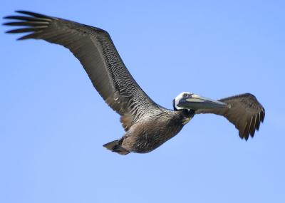 IMG_5595adjcrop.jpg