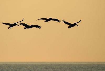 IMG_6323adjcrop2.jpg