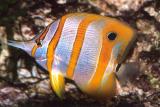 Copperband Butterfly