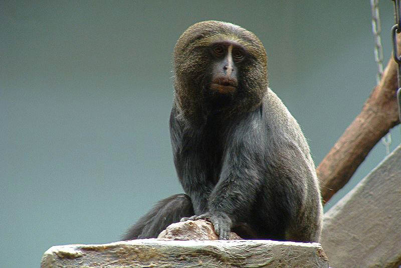 Owl-feced monkey