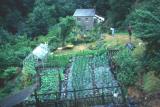 ENGLISH GARDEN