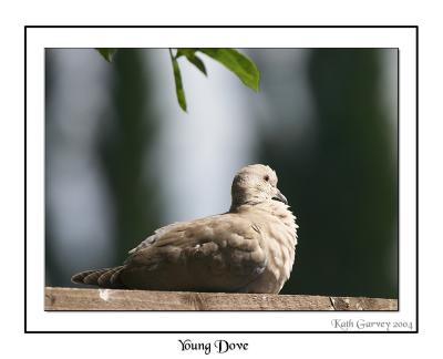 Young Dove