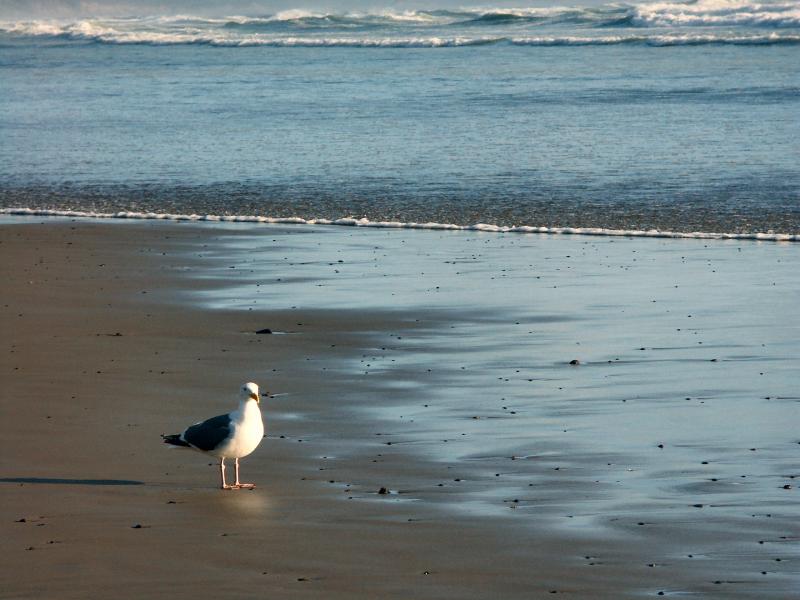 040614  Sea Gull
