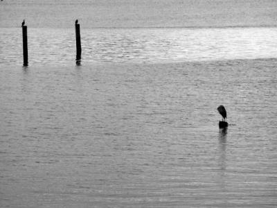 040613 Osprey's
