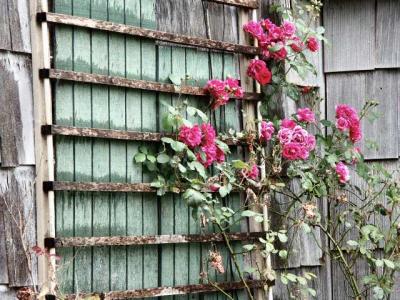 040624 Roses