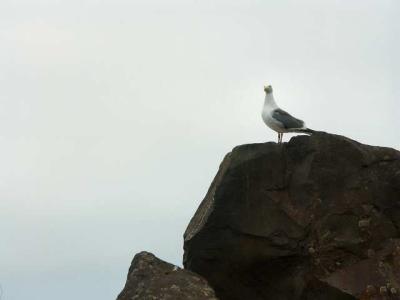 040702 Sea Gull