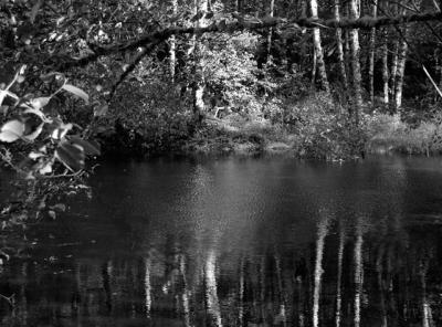 040918 wetlands