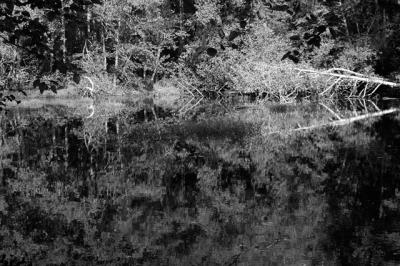 040918 Wetlands
