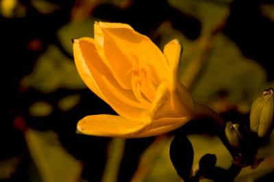 040919 Lily