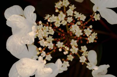 040919 White Flowers