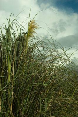 040919 Pampas Grass