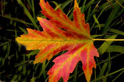 040921 Fall Color