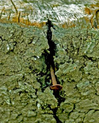 040922 Rusty Nail