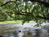 040612 Trask River