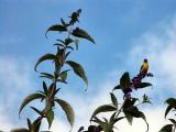 040621 Yellow Canary