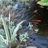 040627 Gold Fish