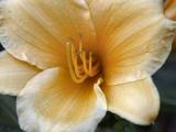 040630 Day Lily