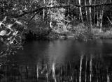 040918 wetlands